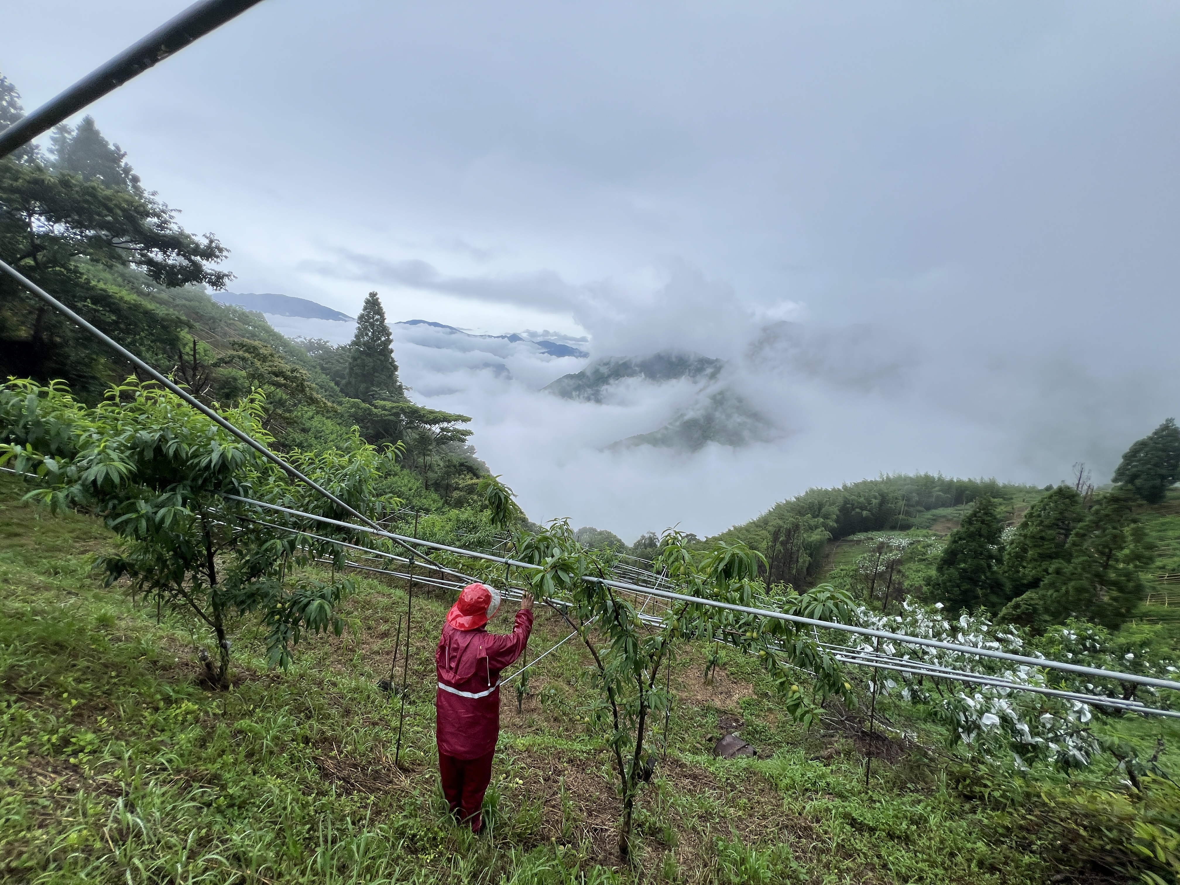 拉拉山栽種五月桃的果農多為泰雅族媽媽們，因此被稱為「媽媽桃」